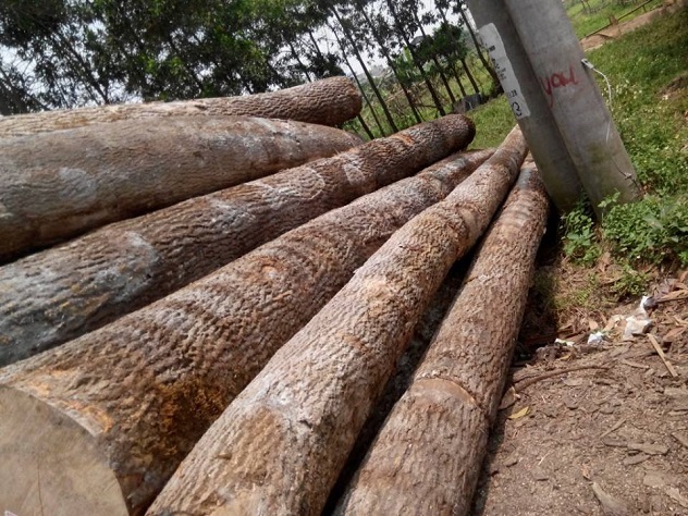 Gỗ sồi Nga nguyên gốc